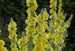 Verbascul Yellow flowers
